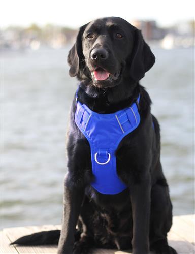 Chesapeake Bay Dog Harness