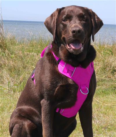 Chesapeake Bay Dog Harness