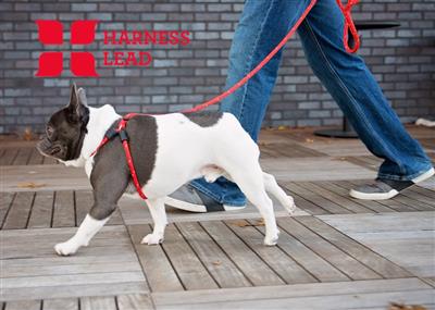 Red Reflective Harness Lead | No Pull, Escape Proof & Handcrafted USA