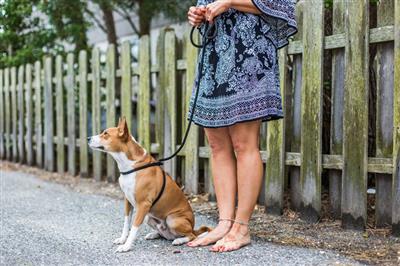 Jetty Black Reflective Harness Lead | No Pull, Escape Proof, USA Made