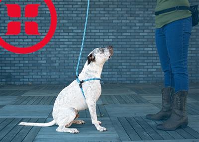 Swell Blue & Turquoise Harness Lead | No Pull, Escape Proof, USA Made