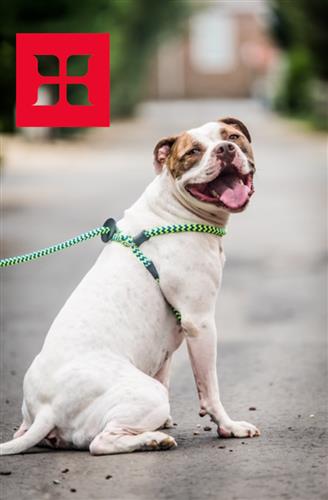 Peacock Blue Lime Harness Lead | No Pull, Escape Proof, USA Made