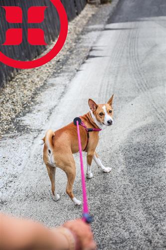 Retro Pink Purple Harness Lead | No Pull, Escape Proof, USA Made