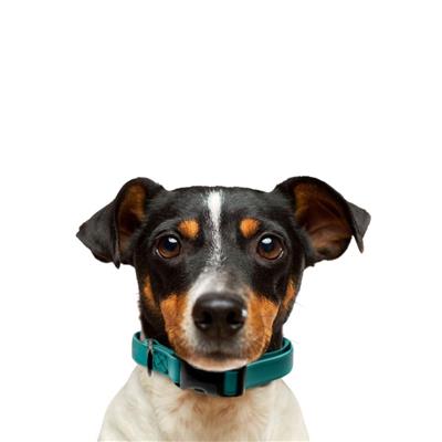 Jelly Pet Biothane Large Dog Collar – Adjustable, Durable & Waterproof