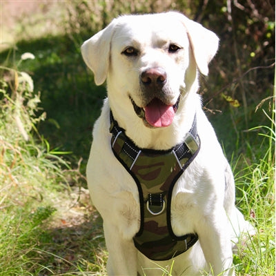 Chesapeake Bay Dog Harness