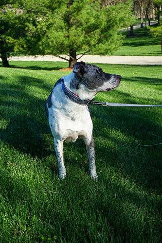 Premium Reflective Dog Collar – Durable, Comfortable & Adjustable