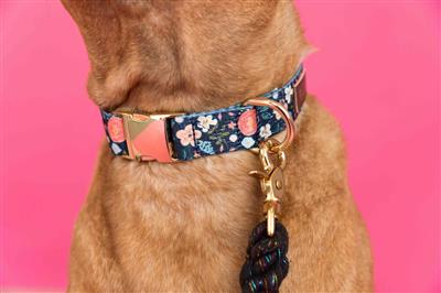 Riley Dog Collar – Adjustable, Luxe Gold Hardware & Vegan Leather Tag