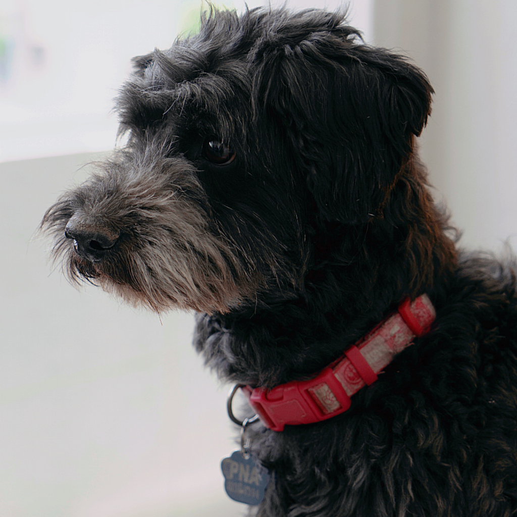 dog collars