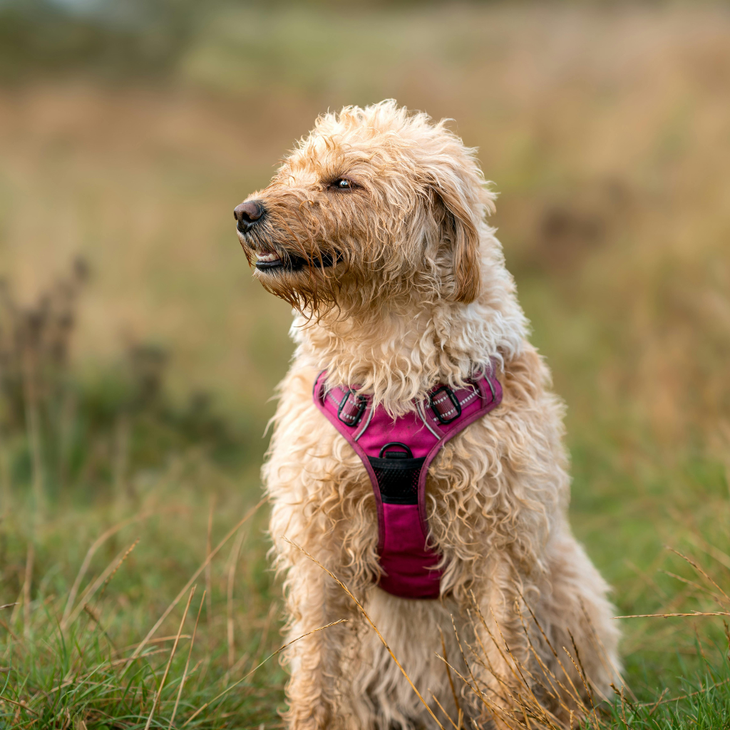 Dog Harnesses