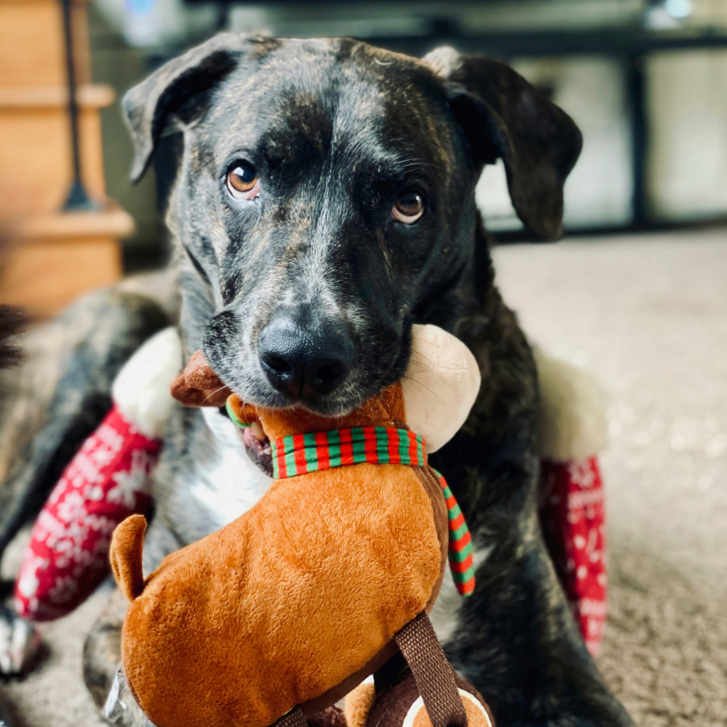 Toys & Playthings
