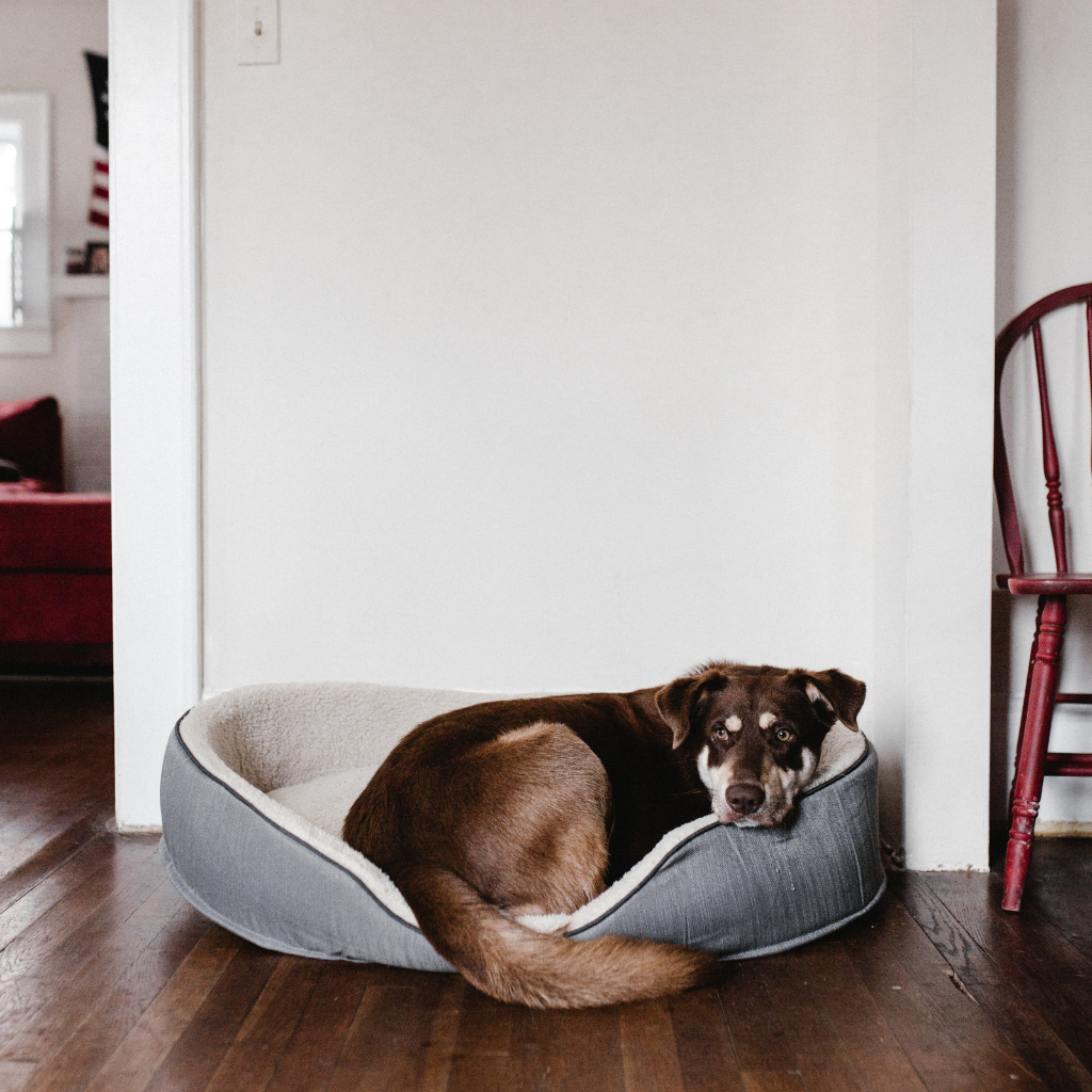 Beds & Crates