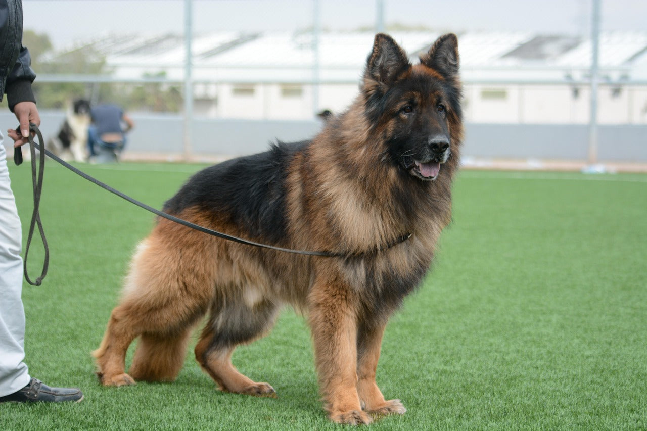 dog collars leads and leashes