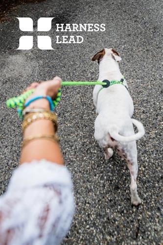 Peacock Blue Lime Harness Lead | No Pull, Escape Proof, USA Made