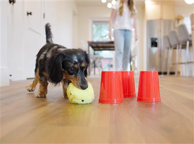 The Dog's Best Friend Game™ – Fun Family & Dog Brain Game