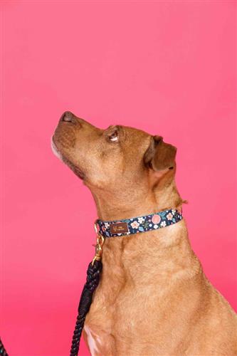 Riley Dog Collar – Adjustable, Luxe Gold Hardware & Vegan Leather Tag